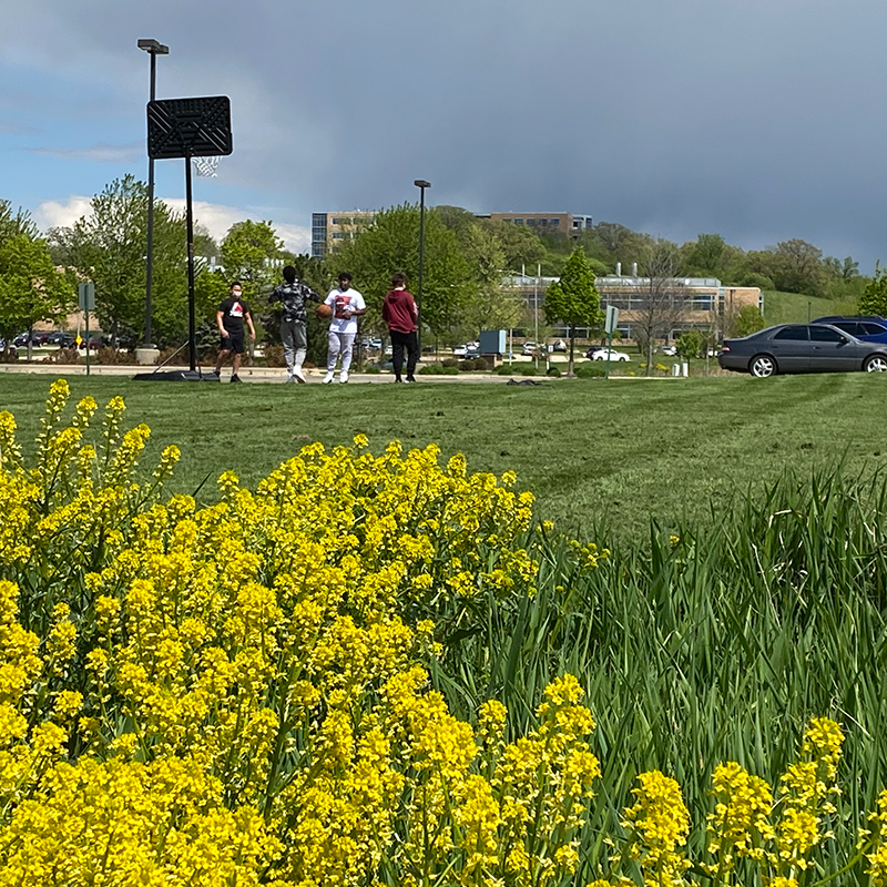 Students outside the building playing basketball, with yellow flowers in the foreground.